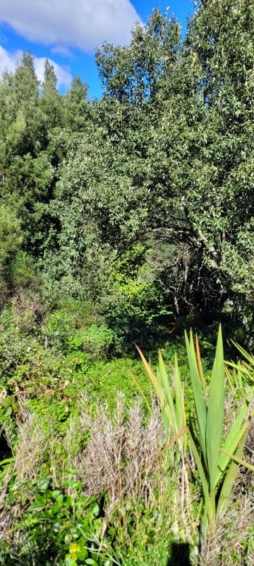 3 Bedroom Property for Sale in Hogsback Eastern Cape